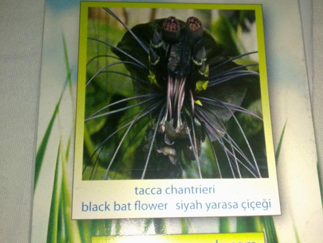 Name:  Tacca_Chantrieri.jpg
Views: 2157
Size:  43.1 KB