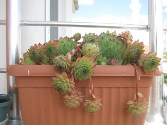 Name:  sempervivum.jpg
Views: 1639
Size:  27.3 KB