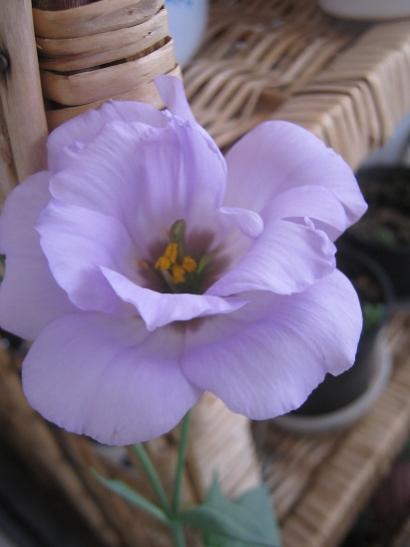 Name:  lisianthus.jpg
Views: 1517
Size:  22.5 KB