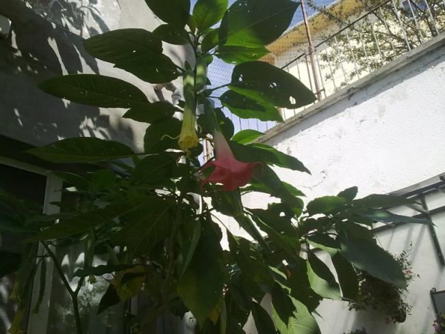 Name:  090820142142.jpg
Views: 2342
Size:  52.9 KB