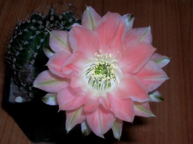 Name:  DSCN5532.jpg
Views: 903
Size:  30.2 KB