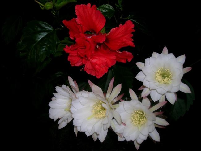 Name:  DSCN5559.jpg
Views: 857
Size:  29.0 KB