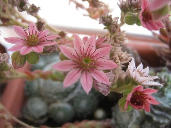 Name:  sempervivum.jpg
Views: 1711
Size:  30.4 KB