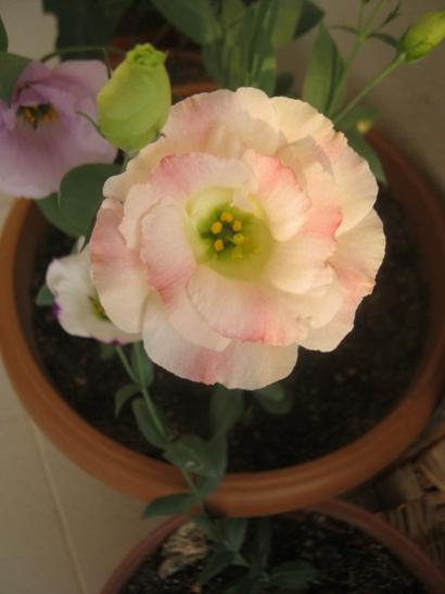 Name:  lisi4.jpg
Views: 1280
Size:  21.4 KB