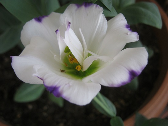 Name:  lisi3.jpg
Views: 1272
Size:  52.4 KB