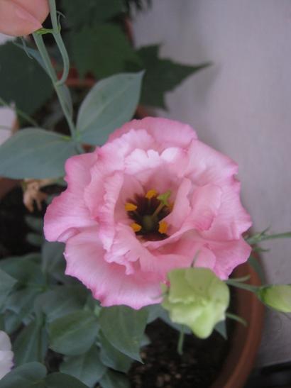 Name:  lisi2.jpg
Views: 1238
Size:  20.2 KB