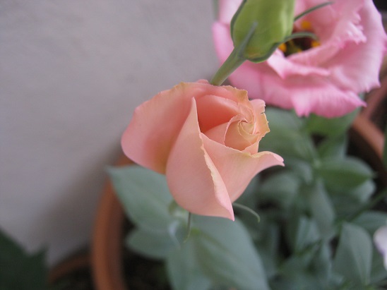 Name:  lisi1.jpg
Views: 1348
Size:  48.1 KB