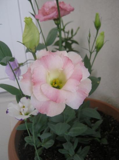 Name:  lisi.jpg
Views: 1267
Size:  22.4 KB