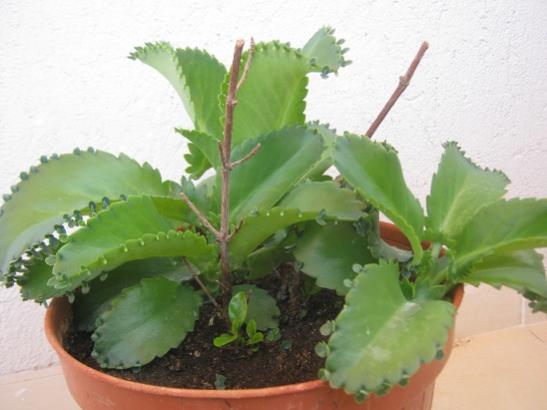 Name:  kalanchoe d..jpg
Views: 2229
Size:  29.3 KB