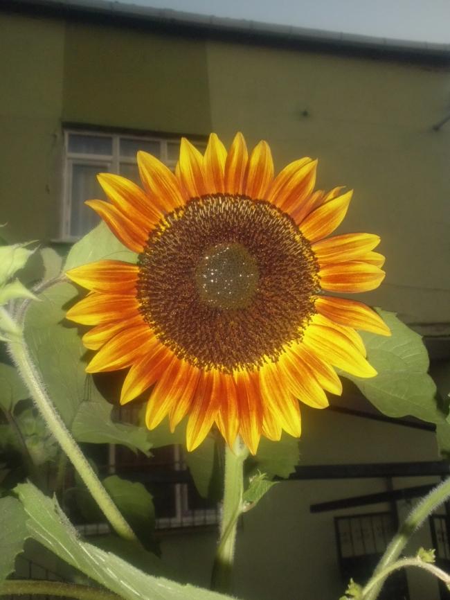 Name:  CIMG7123.jpg
Views: 702
Size:  63.3 KB