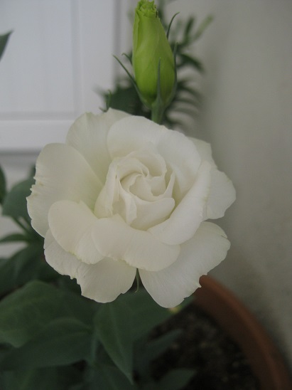 Name:  beyaz lisi.jpg
Views: 1123
Size:  58.2 KB
