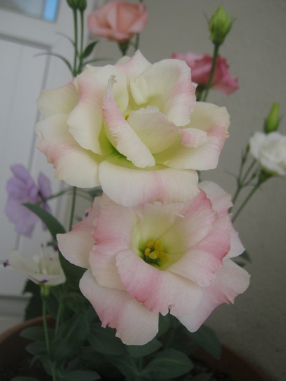 Name:  lisiler.jpg
Views: 1143
Size:  68.6 KB