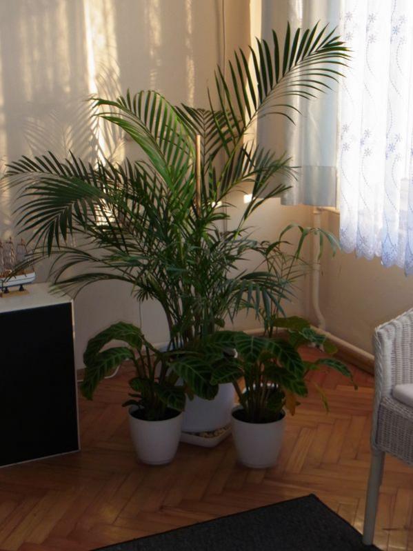 Name:  areka1.jpg
Views: 902
Size:  61.0 KB