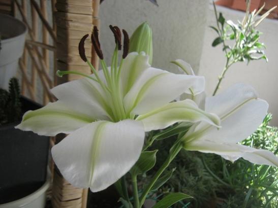 Name:  lilium.jpg
Views: 1583
Size:  28.1 KB