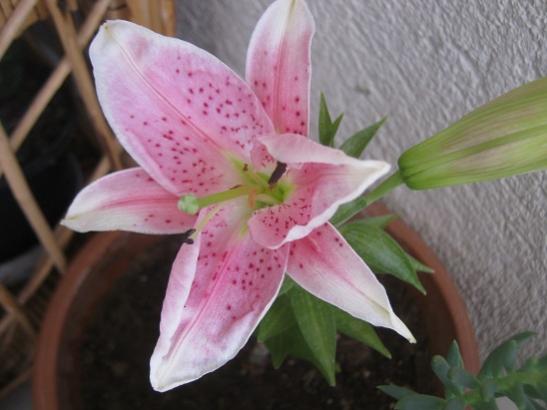 Name:  lilium1.jpg
Views: 1137
Size:  29.6 KB