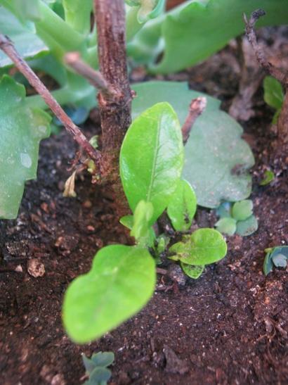 Name:  gardenya.jpg
Views: 1156
Size:  40.0 KB