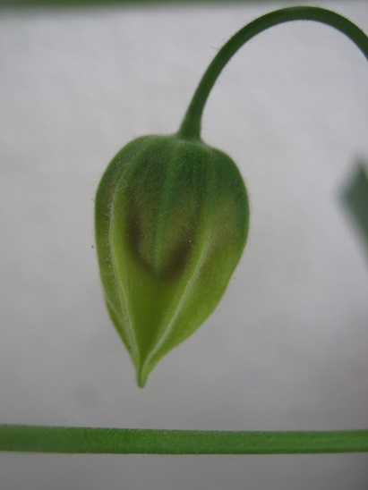 Name:  abutilon1.jpg
Views: 1100
Size:  55.6 KB
