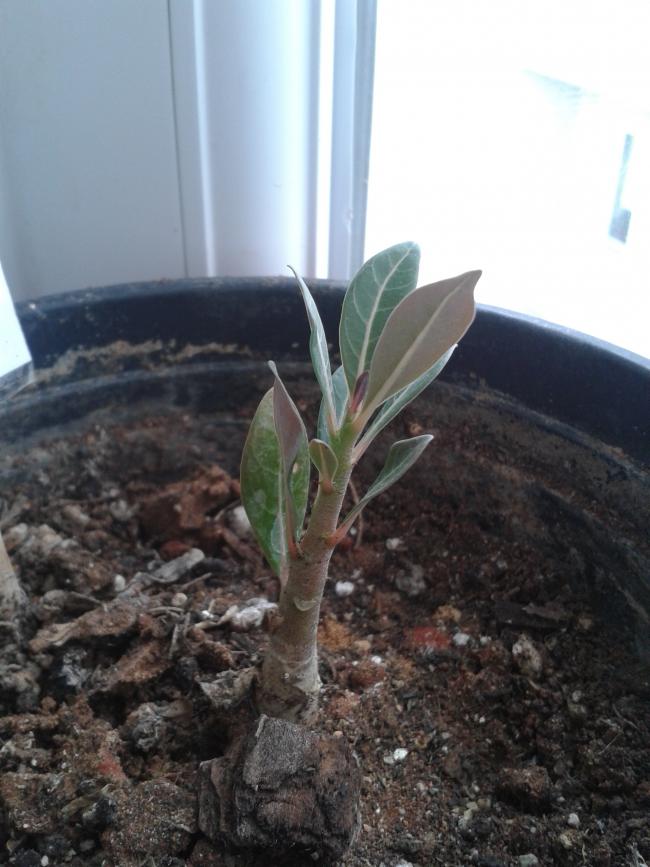 Name:  adenium.jpg
Views: 1024
Size:  66.5 KB