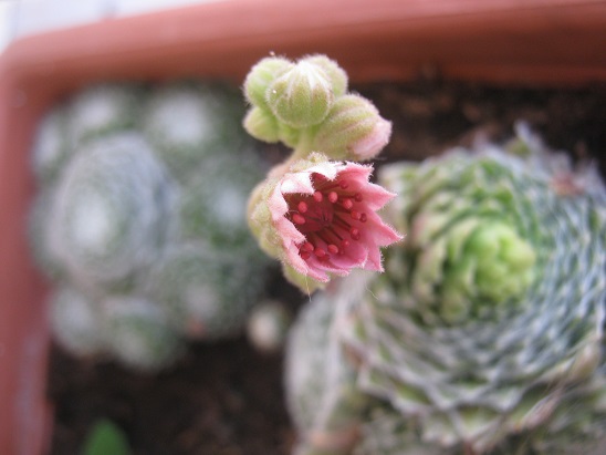 Name:  sempervivum--.jpg
Views: 1264
Size:  59.3 KB