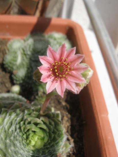 Name:  sempervivum.jpg
Views: 1003
Size:  26.8 KB