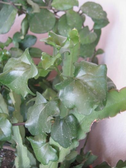 Name:  senecio tamoides.jpg
Views: 1298
Size:  29.1 KB