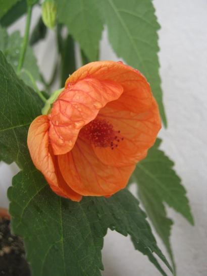 Name:  abutilon---.jpg
Views: 1133
Size:  23.5 KB