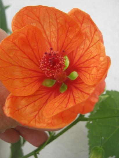 Name:  abutilon-.jpg
Views: 1110
Size:  25.1 KB