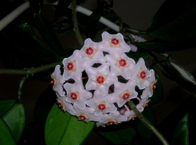 Name:  DSCN5622.jpg
Views: 944
Size:  28.5 KB