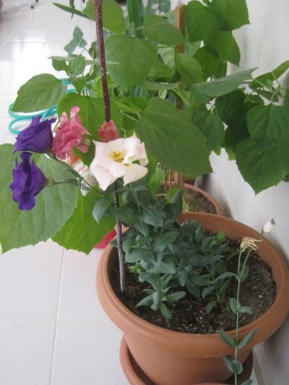 Name:  arap ful1.jpg
Views: 1267
Size:  31.6 KB