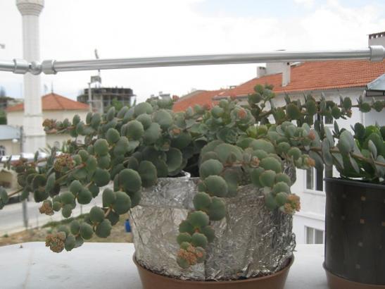 Name:  sedum s..jpg
Views: 1313
Size:  32.1 KB