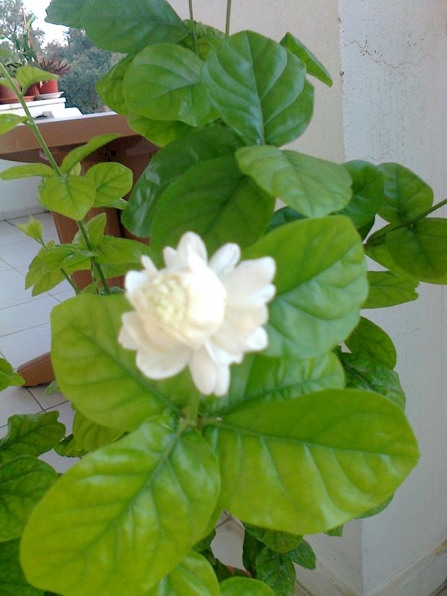 Name:  035.jpg
Views: 475
Size:  62.9 KB