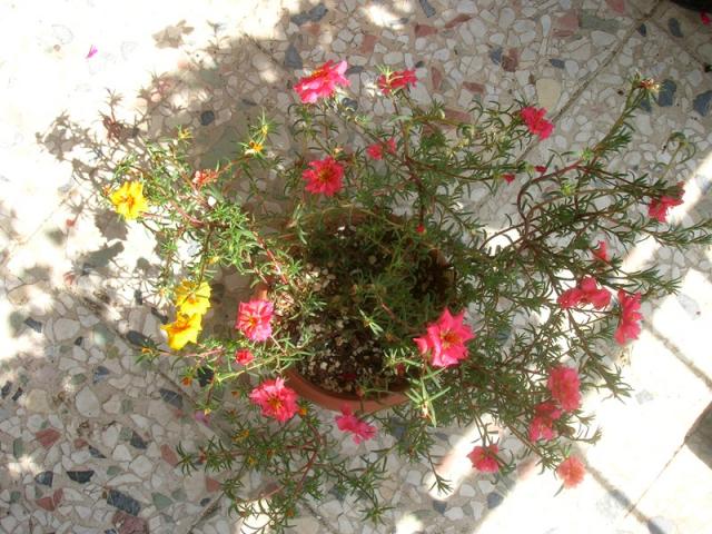 Name:  DSCN5667.jpg
Views: 683
Size:  69.7 KB