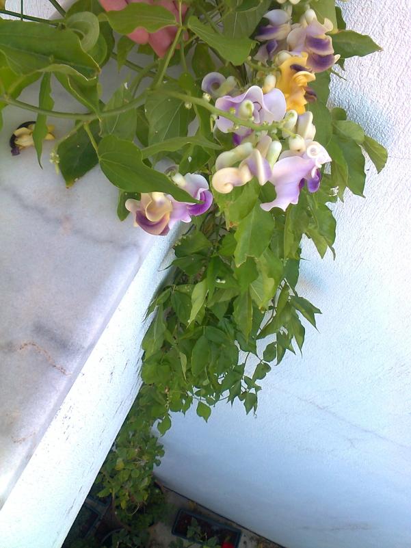 Name:  Fotoraf1618.jpg
Views: 696
Size:  71.9 KB