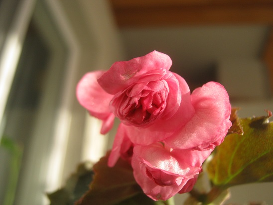 Name:  begonya3.jpg
Views: 1183
Size:  59.2 KB
