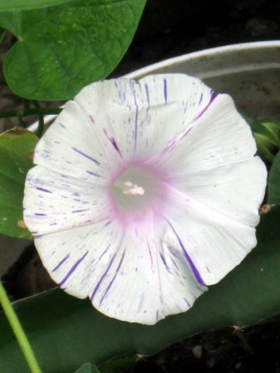 Name:  IMG_2906.jpg
Views: 1158
Size:  24.8 KB