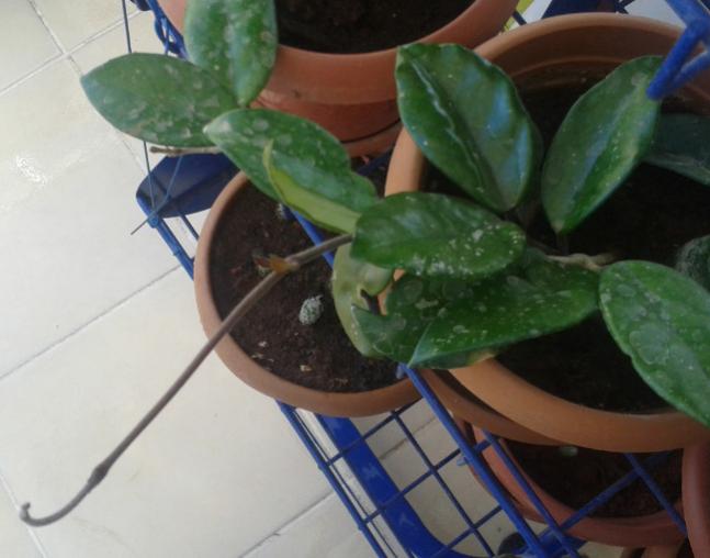Name:  Ashampoo_Snap_2014.09.26_13h53m24s_005_.jpg
Views: 504
Size:  36.1 KB