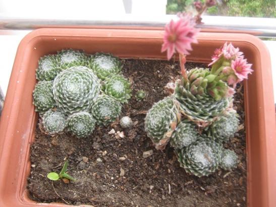 Name:  sempervivum.jpg
Views: 1154
Size:  45.3 KB