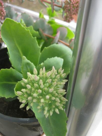 Name:  sedum autumn joy.jpg
Views: 1144
Size:  27.3 KB