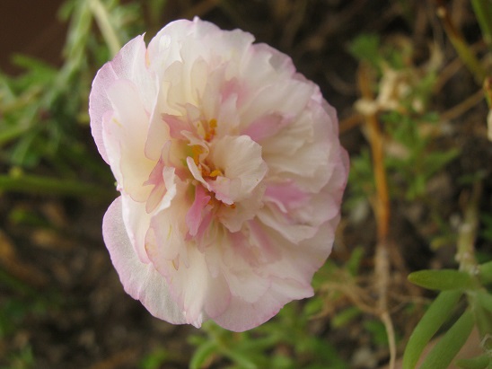 Name:  ipek.jpg
Views: 1371
Size:  64.0 KB