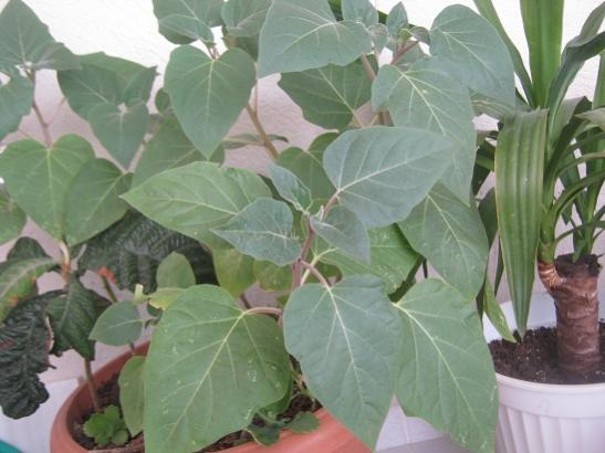 Name:  datura.jpg
Views: 1173
Size:  35.0 KB