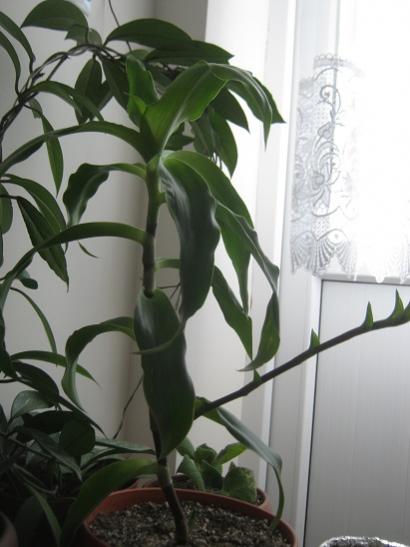 Name:  callisia.jpg
Views: 1126
Size:  30.3 KB