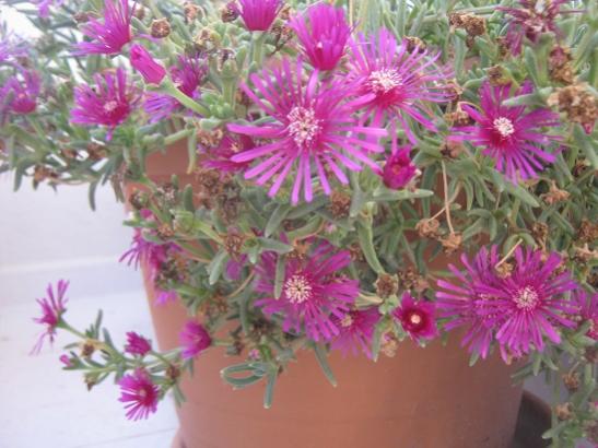 Name:  delosperma.jpg
Views: 1115
Size:  42.1 KB