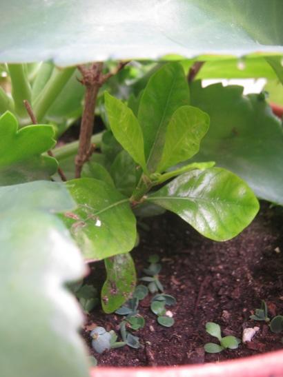 Name:  gardenya.jpg
Views: 1107
Size:  28.9 KB