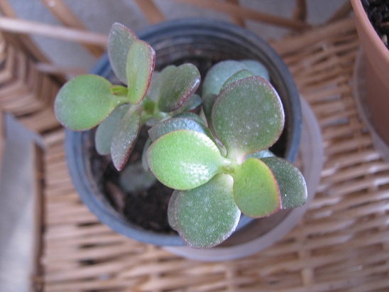 Name:  crassula ovata.jpg
Views: 1122
Size:  69.4 KB