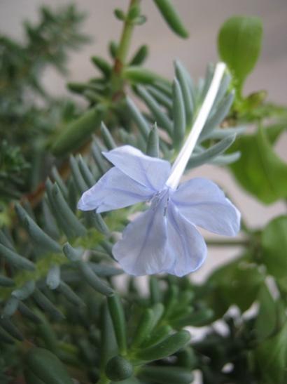 Name:  sedum- m yasemin.jpg
Views: 1124
Size:  23.9 KB