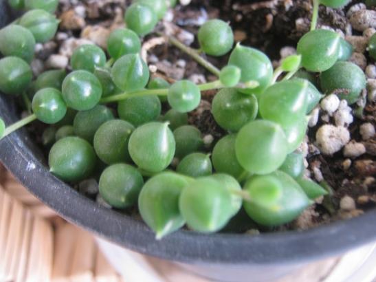 Name:  senecio rawleyanus.jpg
Views: 1152
Size:  32.6 KB