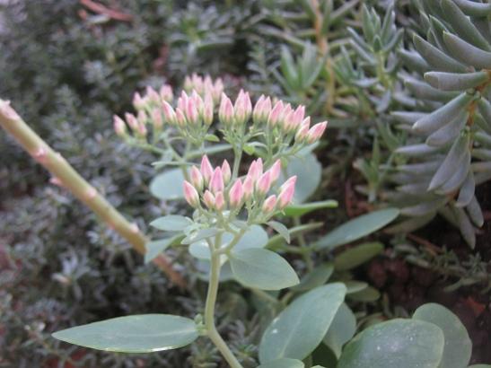 Name:  sedum.jpg
Views: 1320
Size:  34.5 KB