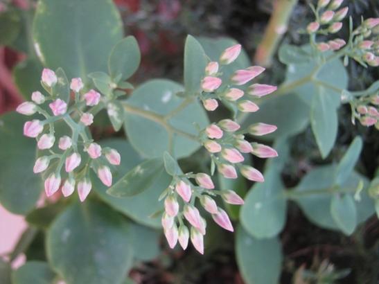 Name:  sedum1.jpg
Views: 1027
Size:  28.3 KB
