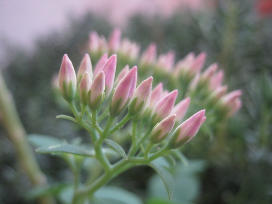 Name:  sedum2.jpg
Views: 1059
Size:  57.9 KB