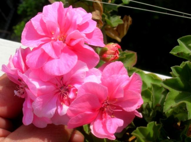 Name:  DSCN5754.jpg
Views: 615
Size:  40.5 KB